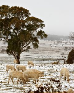 White cows look for food in the snow